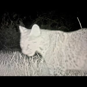 Meet your Posher, Kitty